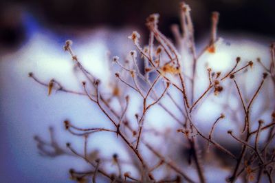 Close-up of bare branches against blurred background