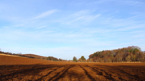 Scenic view of agricultural field against sky