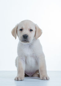 Portrait of puppy sitting against white background