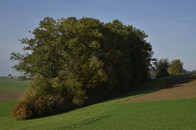 Trees on field against sky