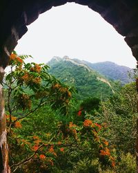 Low angle view of tree mountain against sky