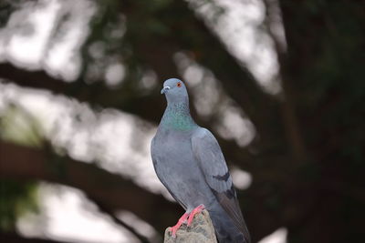 Close-up of pigeon perching