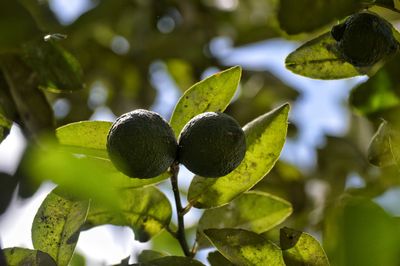 Close-up of fruit growing on tree