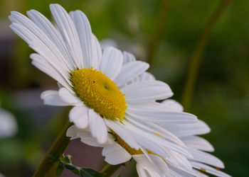Close-up of white flower