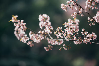 Close-up of pink cherry blossoms in spring