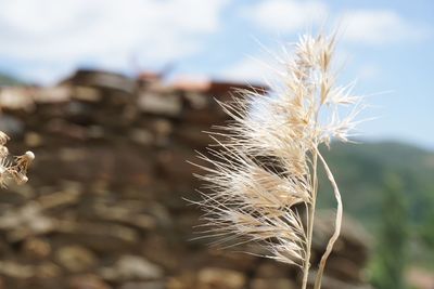 Close-up of dried plant on field