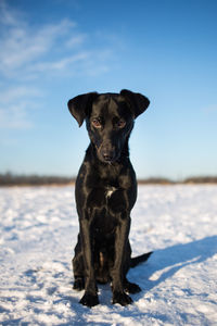 Portrait of dog on snow covered land