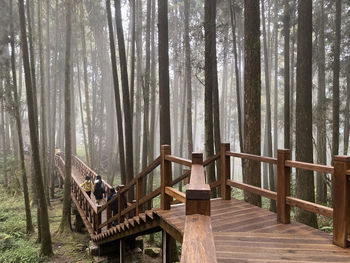 View of trees in forest