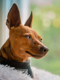 Close-up of a dog looking away