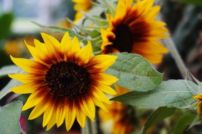 Close-up of yellow flower