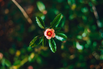 Close-up of red flowering plant