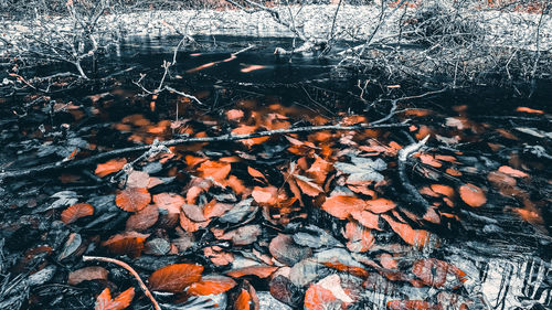 Leaves floating on lake during autumn