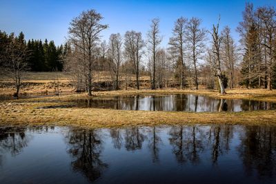 Reflection of trees in lake against sky in forest