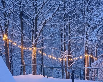 Snow covered trees and illuminated street light at night