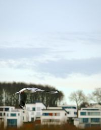 Bird flying over city against sky