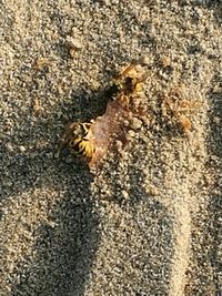 Close-up of bee on sand