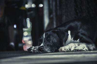 Close-up of a dog sleeping