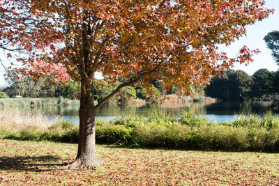 Trees in lake during autumn