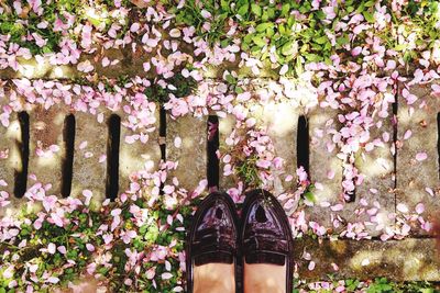 Low section of person against pink flowers