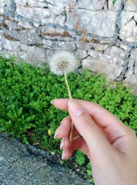 Close-up of cropped hand holding plant