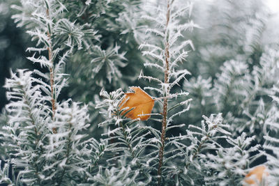 Close-up of frozen plants during winter