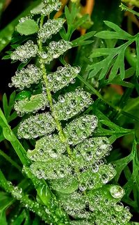 Close-up of wet plant leaves during rainy season