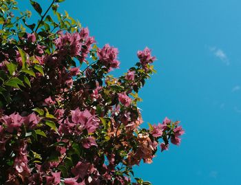 Low angle view of pink flowering plant against blue sky