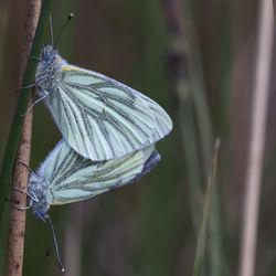 Close-up of butterfly on flower