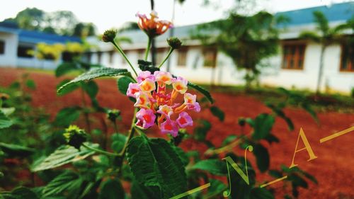 Close-up of flowers blooming against sky