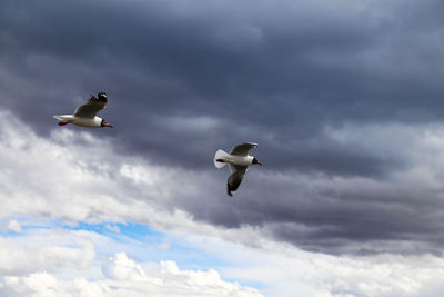 Low angle view of birds flying against clouds