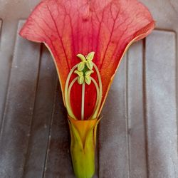 High angle view of red flower pot