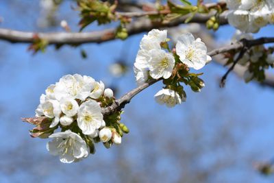 White apple blossoms in spring