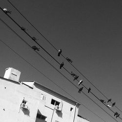 Low angle view of birds flying in sky