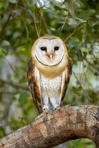 Barn owl from south africa sitting on a tree stump in a sanctuary in the garden route