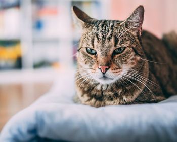 Close-up portrait of cat sitting