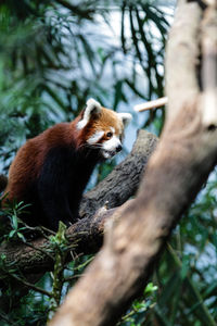 Low angle view of red panda sitting of tree trunk