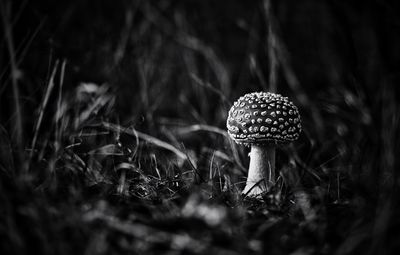 Close-up of mushroom