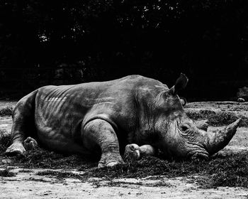 Rhinoceros lying on field