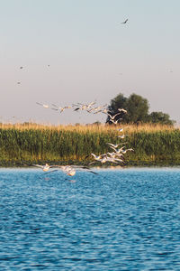 Bird flying over the sea