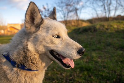 Close-up of dog