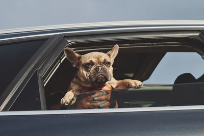Portrait of a french bulldog puppy out of a car window in the sun