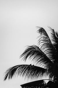 Close-up of palm tree against sky