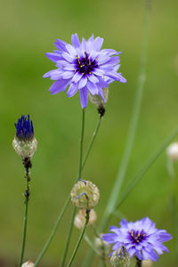Close-up of insect on purple flowering plant