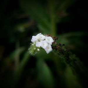 Close-up of bee on white flower