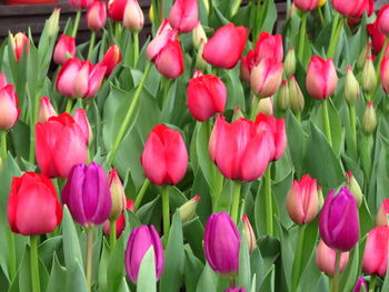 Close-up of pink tulips