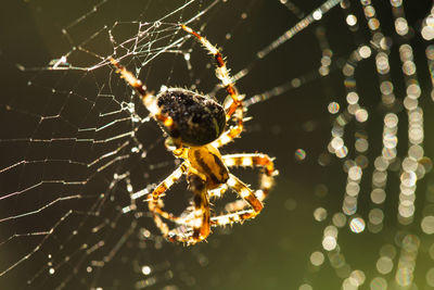 Close-up of spider on web