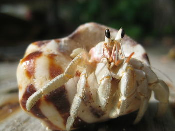 Close-up of crab