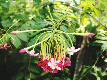 Close-up of pink flowering plant leaves