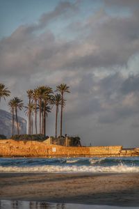 Palm trees on beach against sky during sunset