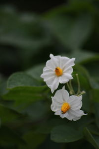 Close-up of white flowers blooming outdoors